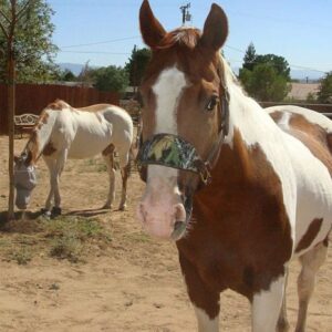 Horse Tack and Gear