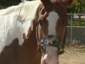 Mossy Oak Camo Leather Bronc Noseband Halter