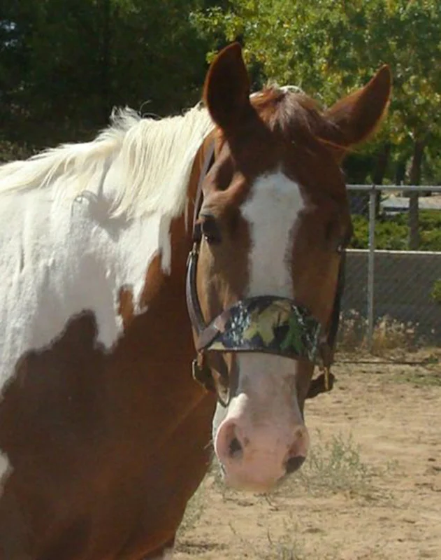 Mossy Oak Camo Leather Bronc Noseband Halter