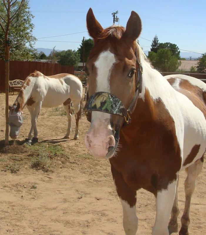 Horse Tack & Gear