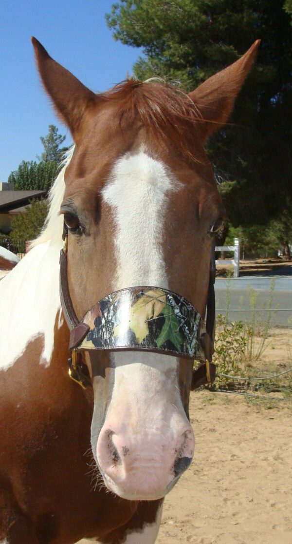 A brown and white horse wearing a Mossy Oak Camo Leather Bronc Noseband Halter.