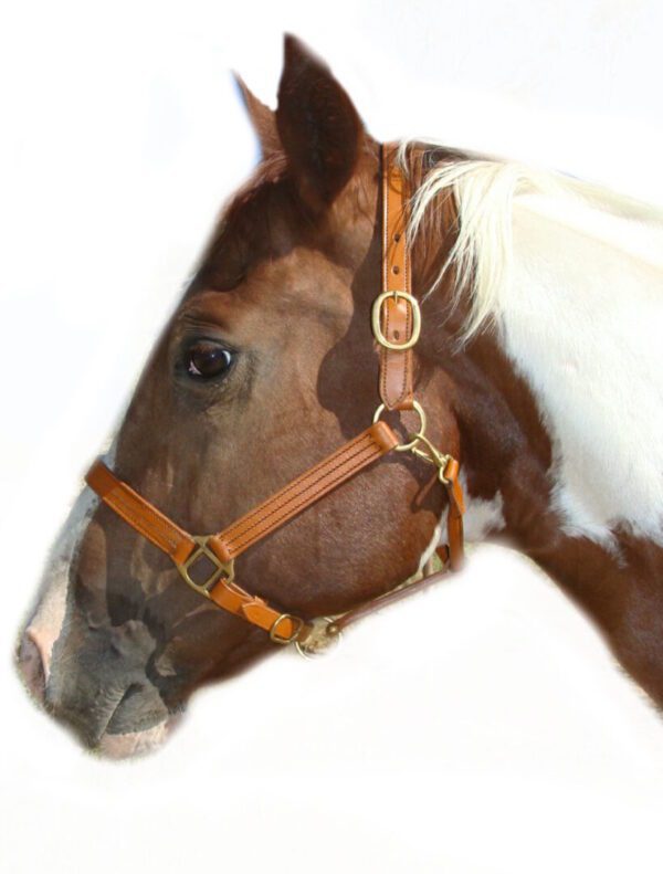 Closeup shot of horse face with neck covered with fur