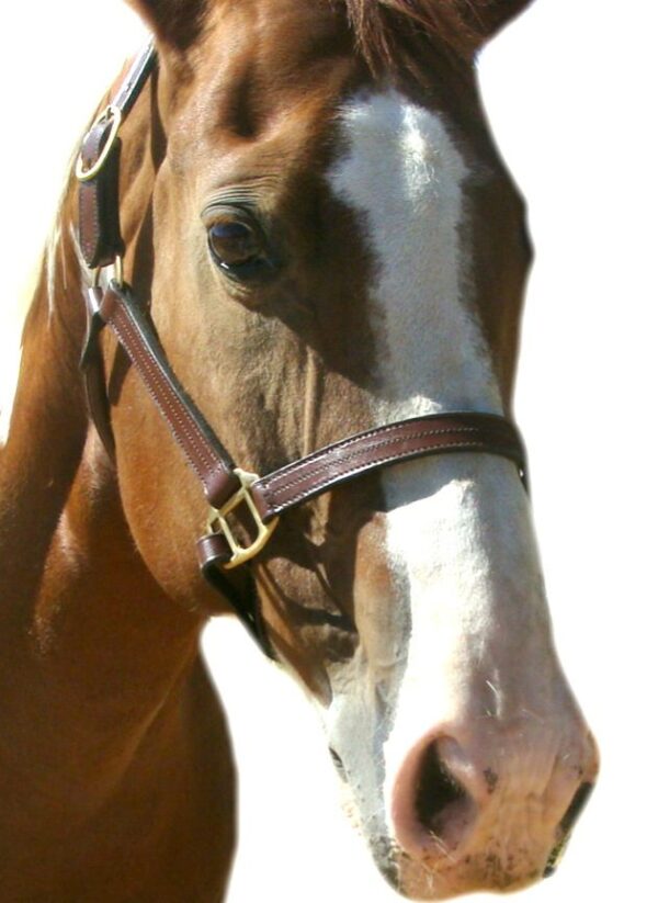 A brown and white horse wearing a Latigo leather 2 way Breakaway horse Halter.