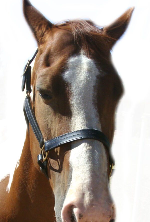 A brown and white horse wearing a bridle.