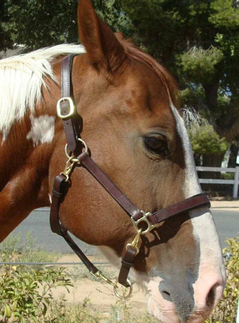 4 Way stable Grooming Padded leather horse Halter