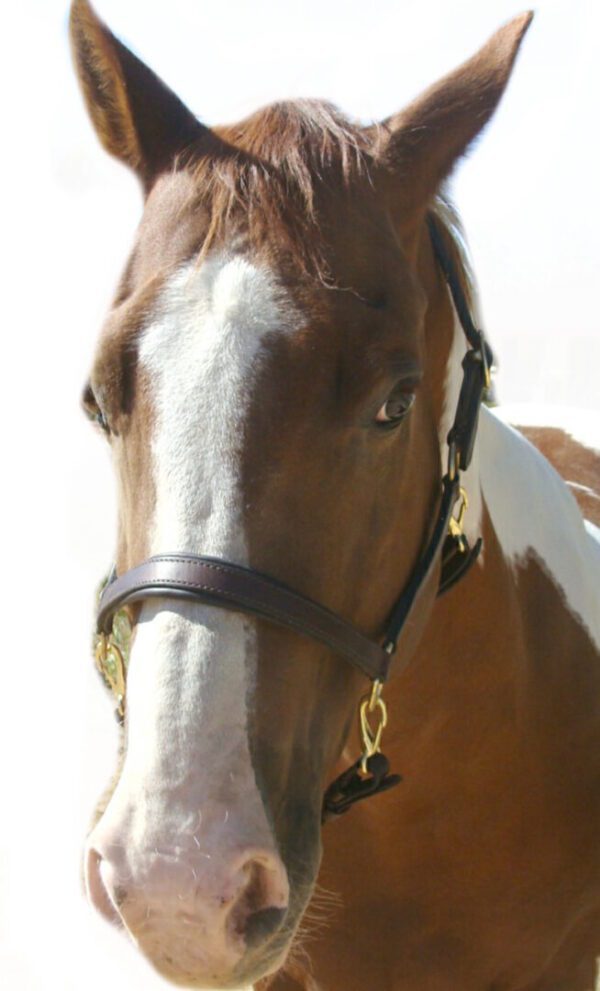 A brown and white horse wearing a bridle.