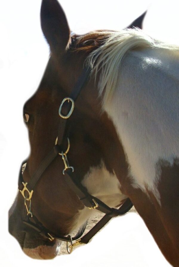A brown and white horse wearing a Royal King 4 Way stable Grooming Padded leather horse Halter.