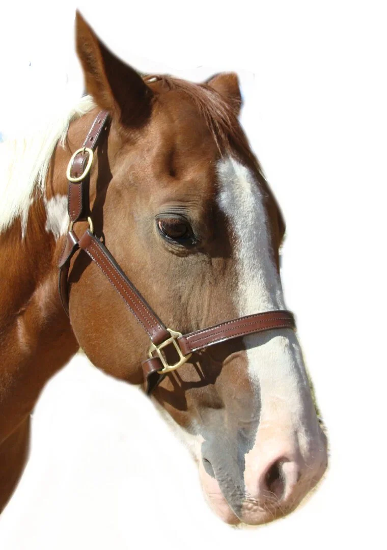 Latigo leather 2 way Breakaway horse Halter