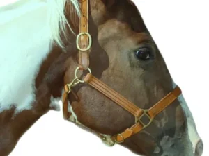 Tan Latigo leather 2 way Breakaway horse Halter