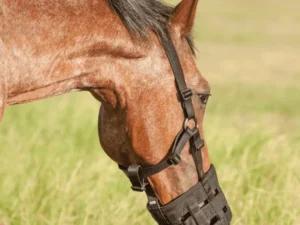 horse grazing muzzle halter