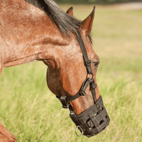 horse grazing muzzle halter