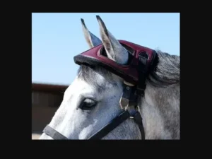 A horse is wearing a Cashel Horse helmets in BLACK.