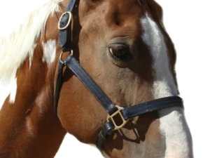 Leather breakaway horse halter with a 2 WAY RELEASE made of thick Top quality Black leather with a Triple stitched accents.