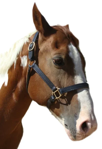 Leather breakaway horse halter with a 2 WAY RELEASE made of thick Top quality Black leather with a Triple stitched accents.