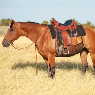 A brown horse standing in a field with a Cashel Quiet Ride Equine Horse Belly Guard.