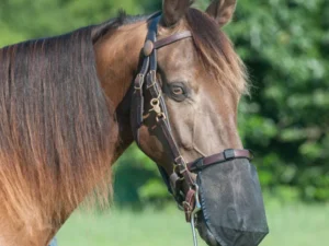 A brown horse wearing a Cashel Quiet Ride Horse Nose Fly Net.