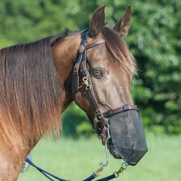 A brown horse wearing a Cashel Quiet Ride Horse Nose Fly Net.