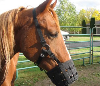 Image of Horse grazing Muzzle Halter by Cashel