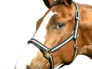 economy nylon horse halters