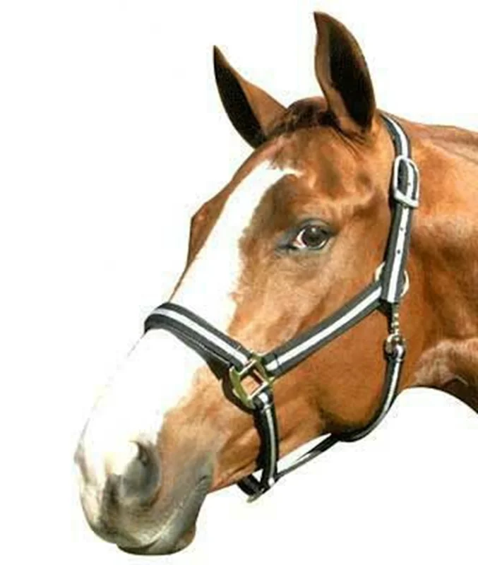 economy nylon horse halters