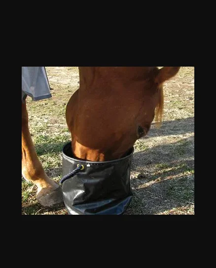 A horse is enjoying a meal out of a Horse Water Pail Collapsible in MED or LARGE filled with water.