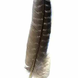 Feather for a Cowboy Hat – Natural Turkey Wing