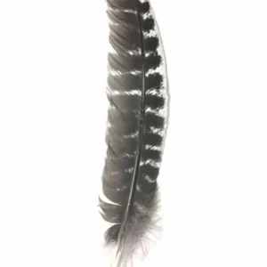 Feather for a Cowboy Hat – Natural Turkey Wing