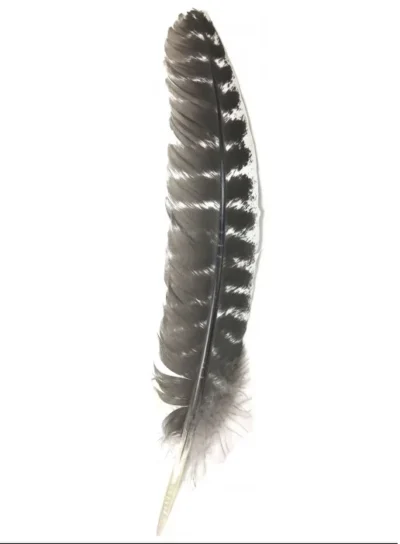 <strong>Real Turkey Feather for a Cowboy Hat </strong> <ul style="list-style: square inside none;"> <li>Turkey Feather from the Wing</li> <li>Natural color</li> <li>Stick it in your side hat band</li> </ul> •