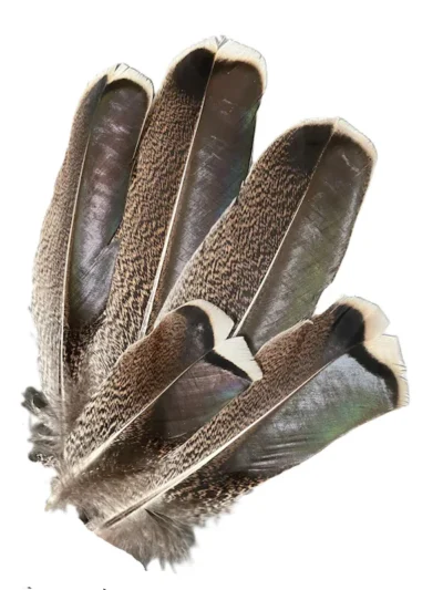 <strong>Real Turkey Feather for a Cowboy Hat </strong> <ul style="list-style: square inside none;"> <li>Turkey Feather from the Wing</li> <li>Natural color</li> <li>Stick it in your side hat band</li> </ul> •
